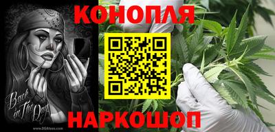 сатива Новозыбков